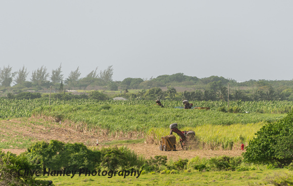 Sugar cane harvesting with 3 of the huge harvesting machines in view.