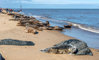 8 March 2015. An amazing encounter on Horsey Beach.